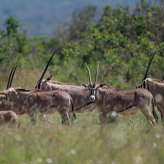 Solio - Beisa oryx